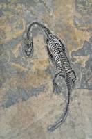 Keichousaurus hui (Chine)